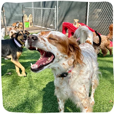 dog boarding decatur ga|barking hound village decatur.